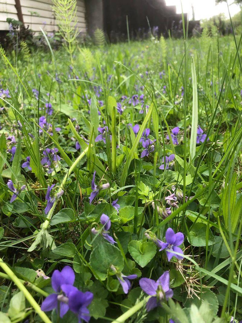 Wild Violet 