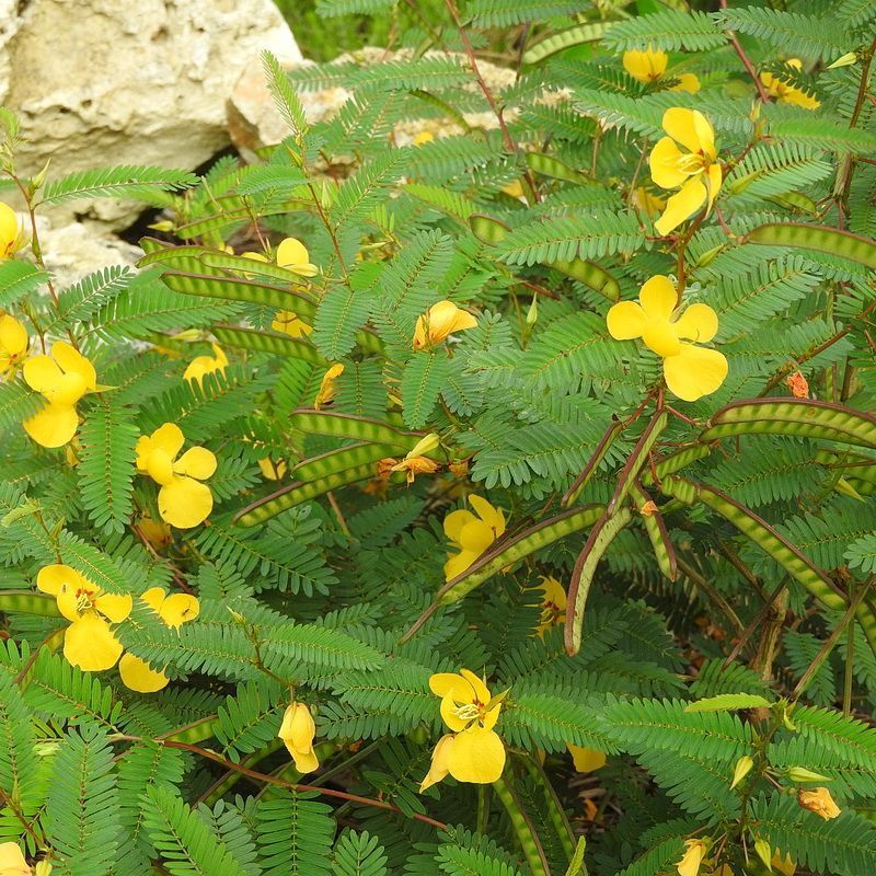 Wildflowers Brought Insects Before They Set Seed