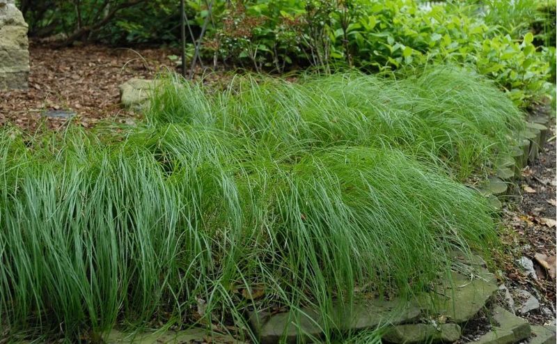 Wildlife And Ecological Benefits Wildlife And Ecological Benefits
