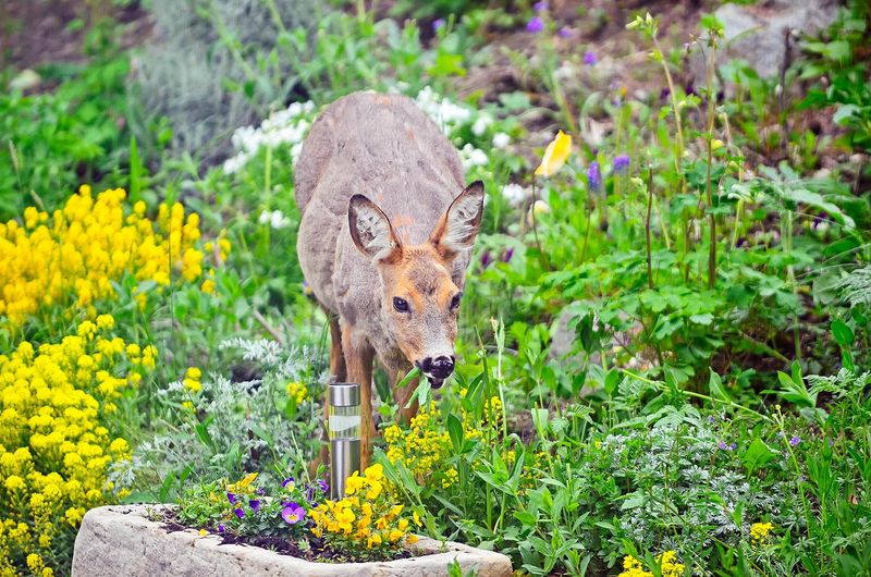 Wildlife Attractants In The Yard