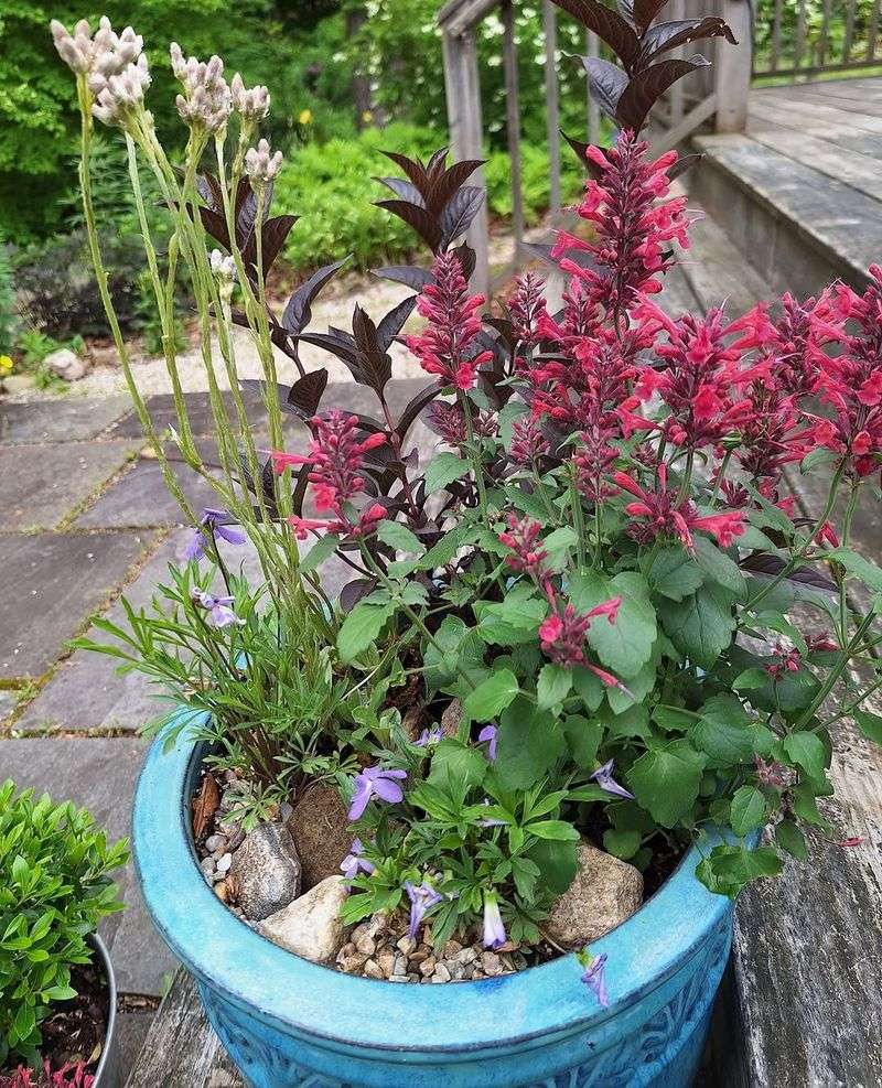 Wildlife Finds Food On Patios