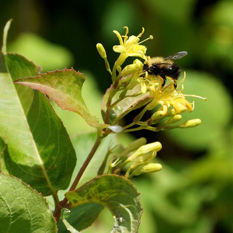 Wildlife-Friendly Habitat That Supports Biodiversity Naturally