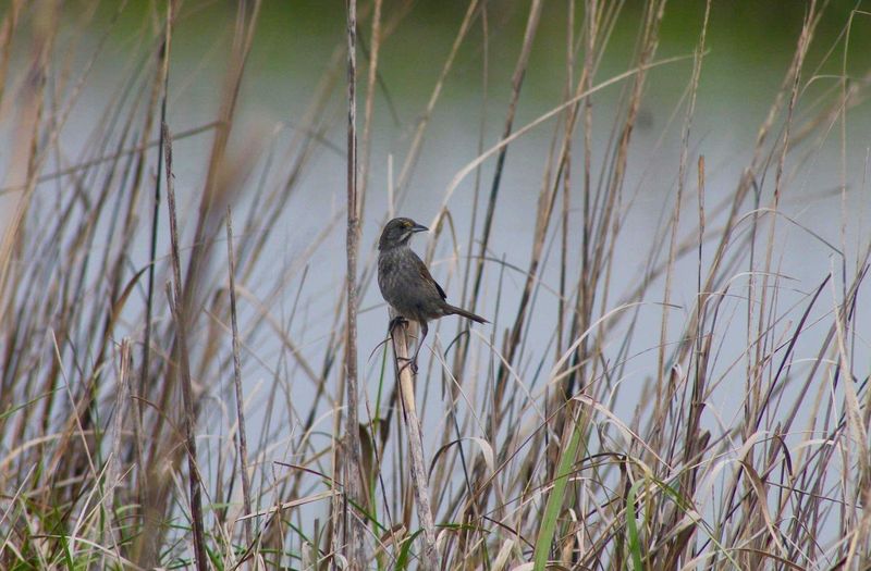 Wildlife Gets More From Grass Than Struggling Turf