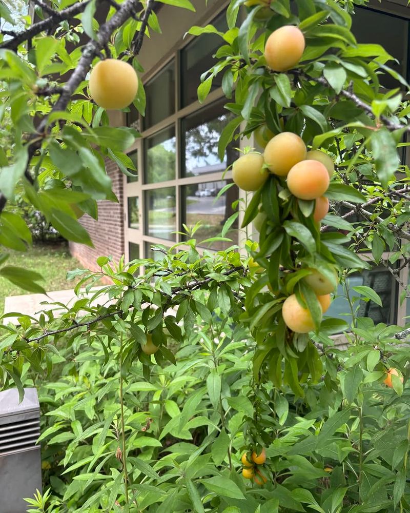 Wildlife Gets More From Plum Thickets Than Bare Mulch