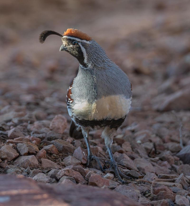 Wildlife Habitat Changes When Dense Patches Take Over