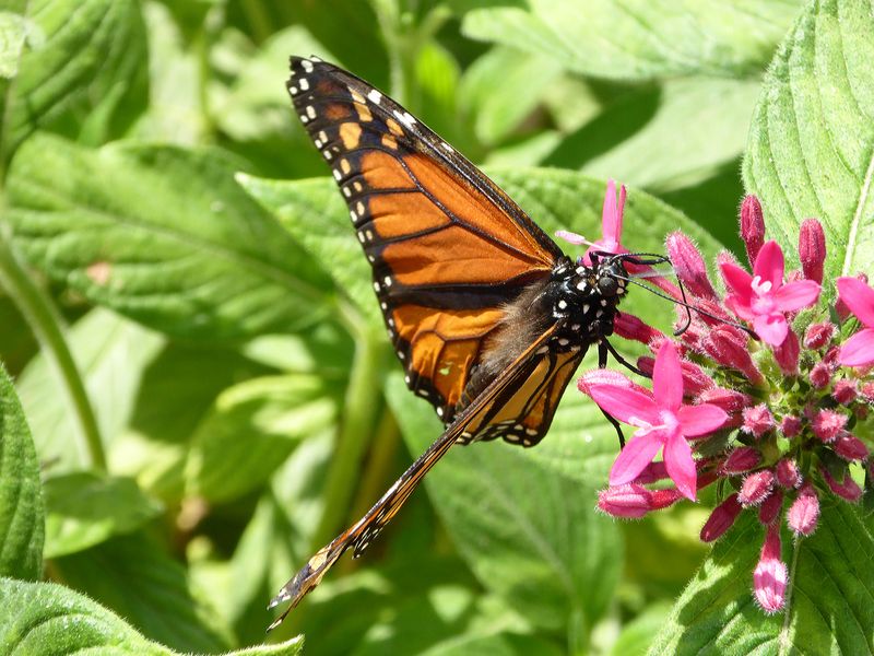 Wildlife Is Disappearing, And Yards Are Filling The Gap