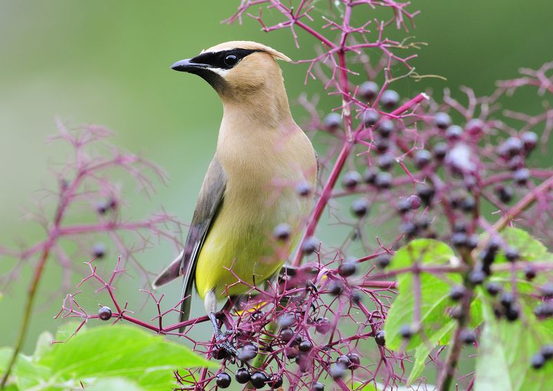 Wildlife May Harvest The Fruit Before You Do