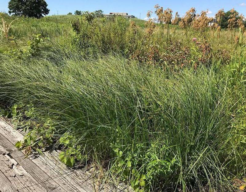 Wildlife Uses The Sedge Cover