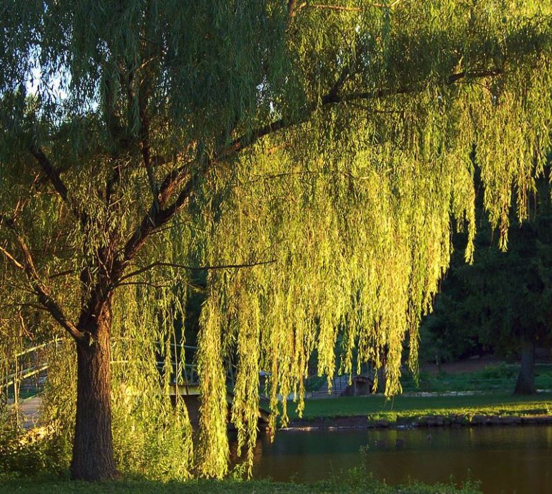 Willow (Salix Spp.) Willow (Salix Spp.)