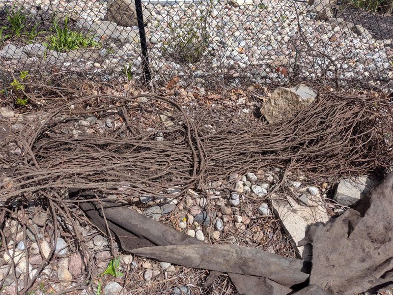 Willows Can Send Water-Seeking Roots Toward Pipes Willows Can Send Water-Seeking Roots Toward Pipes