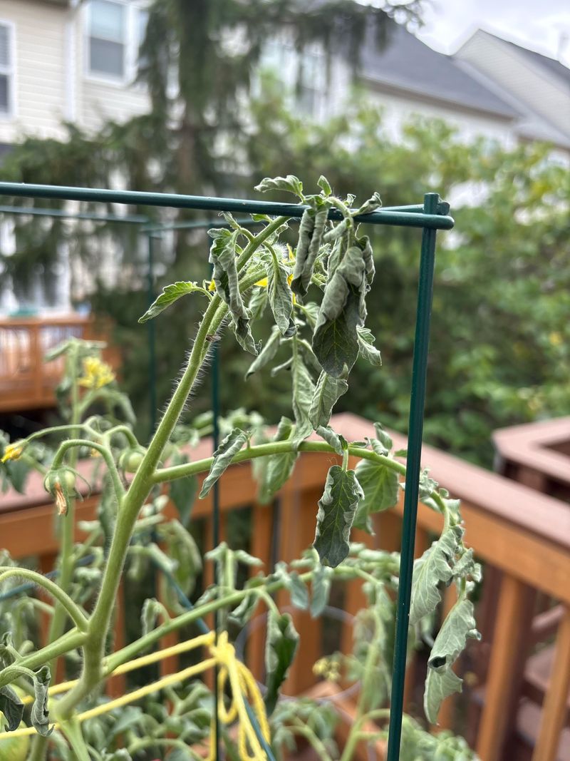Wilted Plants May Need Recovery, Not Replacement Wilted Plants May Need Recovery, Not Replacement