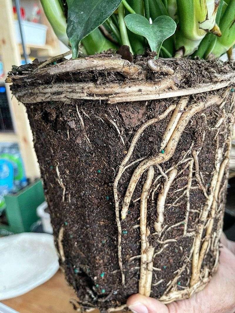 Wilted Plants Need Root Checks