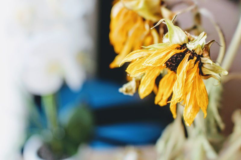 Wilting After Watering Is More Common Than You Think Wilting After Watering Is More Common Than You Think