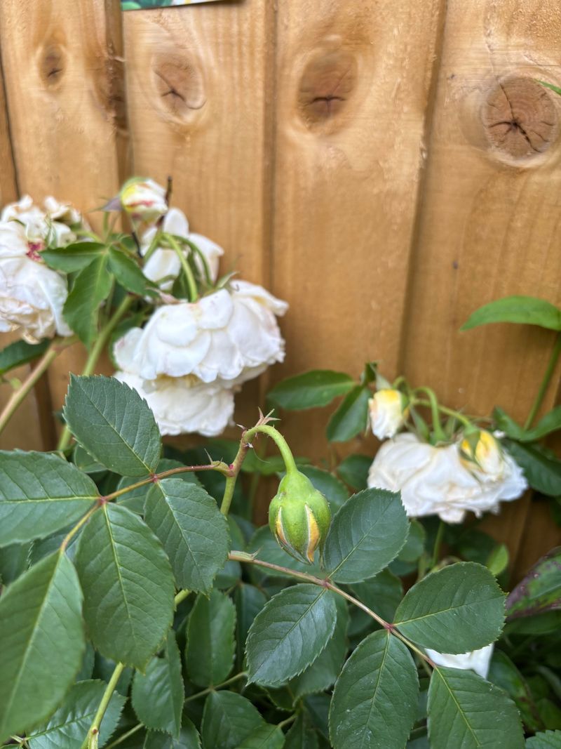 Wilting Can Be A Protective Stress Response Wilting Can Be A Protective Stress Response