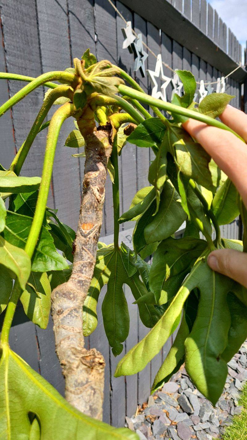 Wilting Continues Despite Frequent Watering