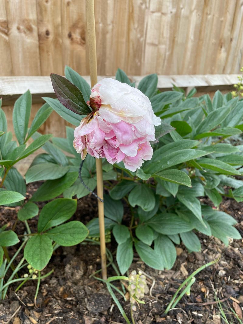 Wilting Despite Adequate Water