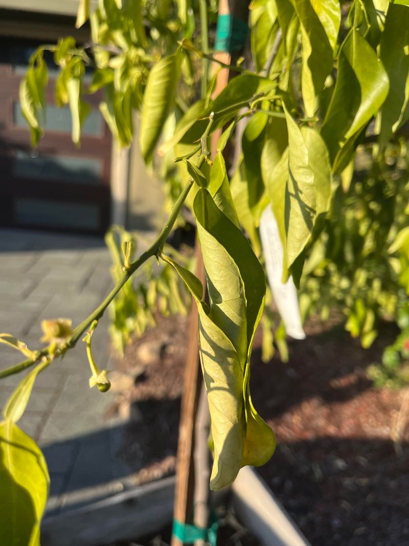 Wilting Despite Moist Soil Should Worry You