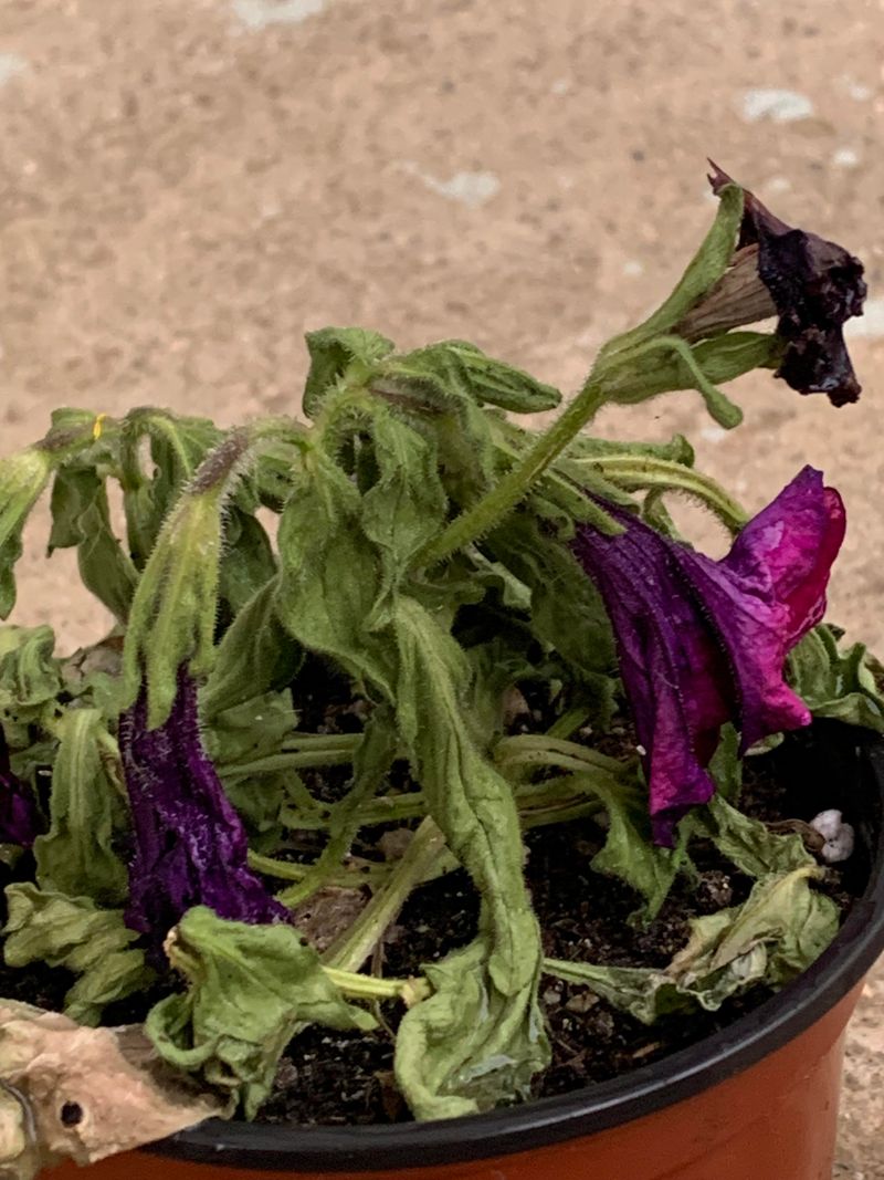 Wilting Even When The Soil Is Wet