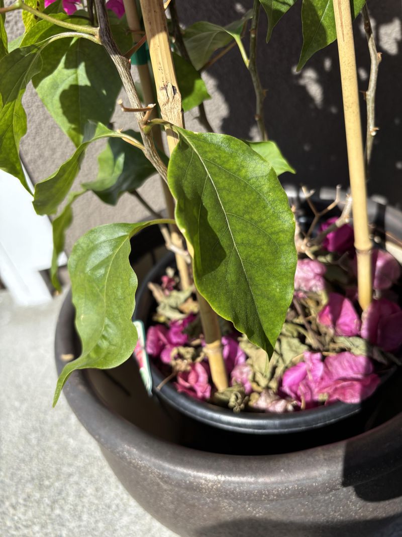 Wilting Leaves Do Not Always Mean More Water Is Needed