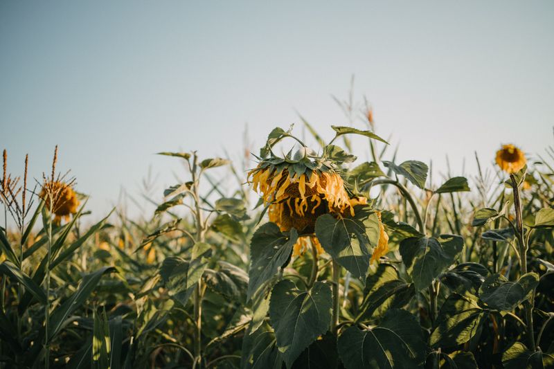 Wilting Occurs Even After Watering Or In Early Morning Wilting Occurs Even After Watering Or In Early Morning
