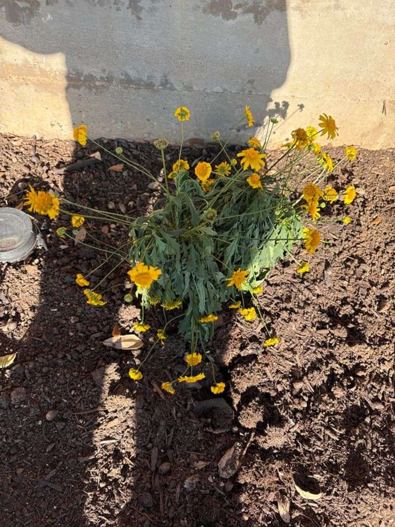 Wilting Plants Always Need More Water