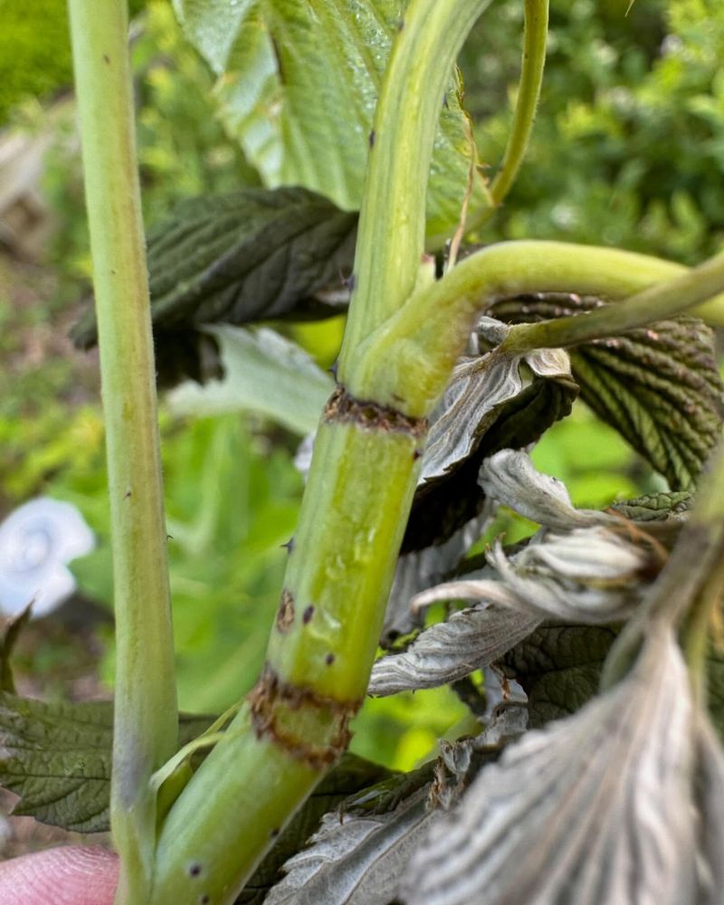 Wilting Tips With Browning Leaves