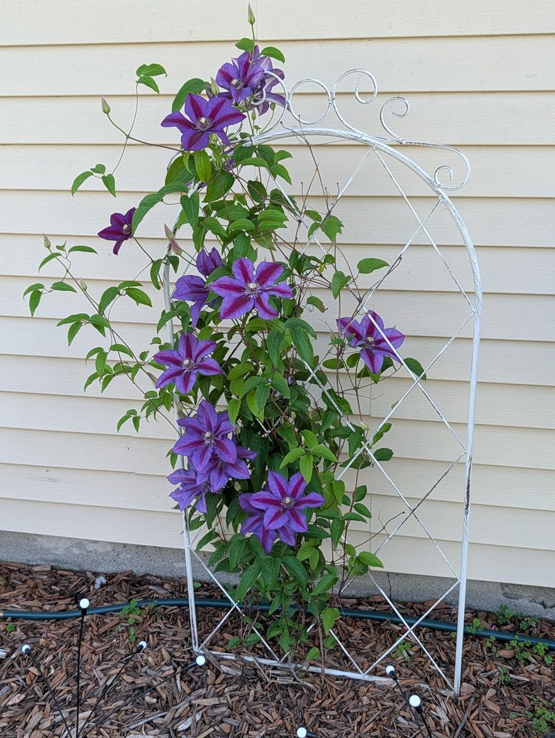 Wind Protection Keeps Vines From Snapping Wind Protection Keeps Vines From Snapping