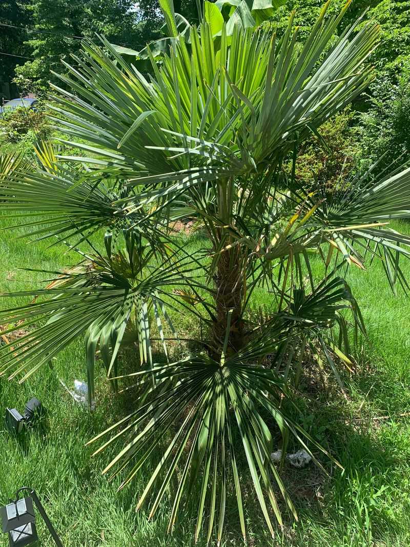 Windmill Palm Gives Height Without A Giant Trunk