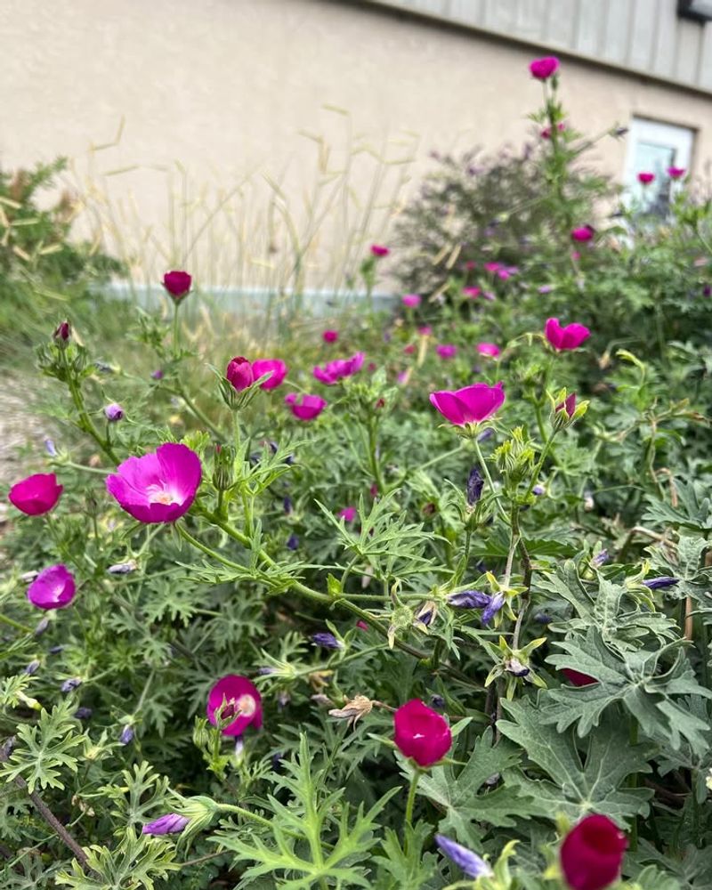 Winecup Is The Plant You Need Winecup Is The Plant You Need