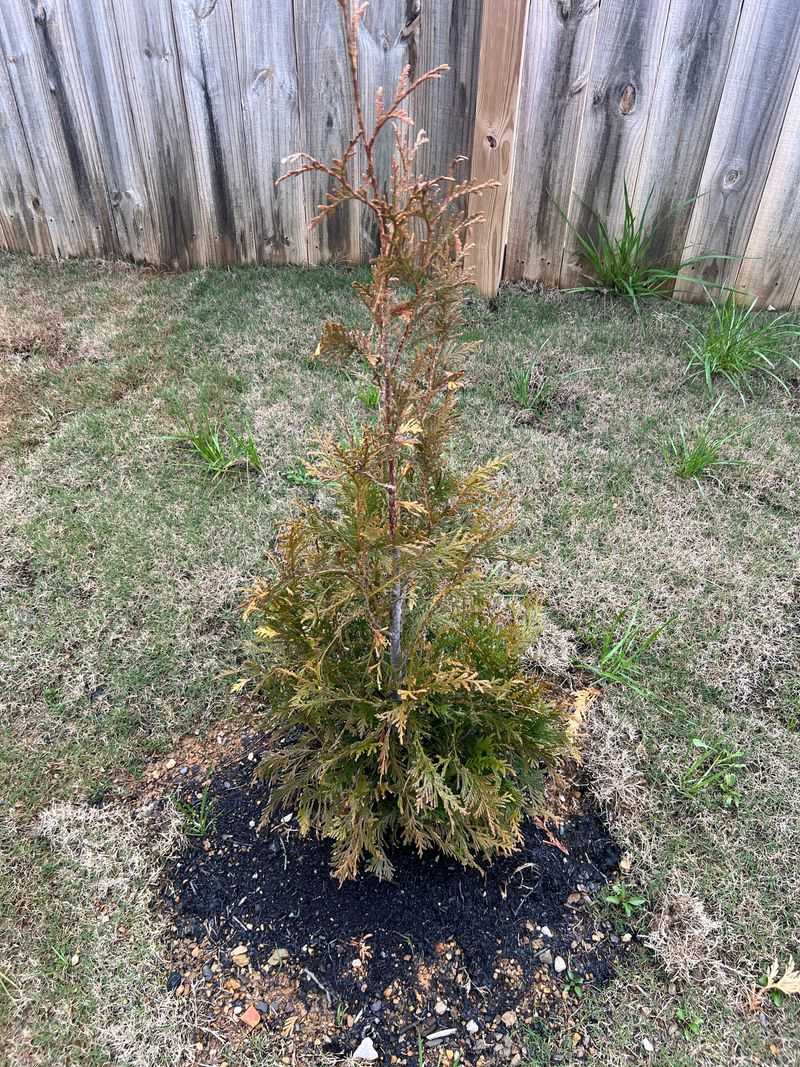 Winter Burn Shows On Exposed Sides