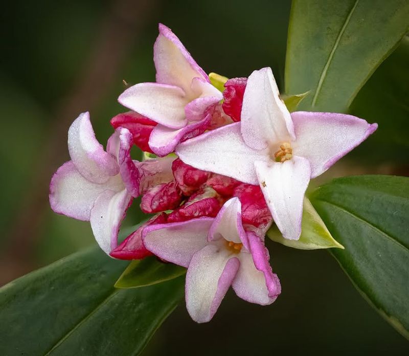 Winter Daphne Winter Daphne