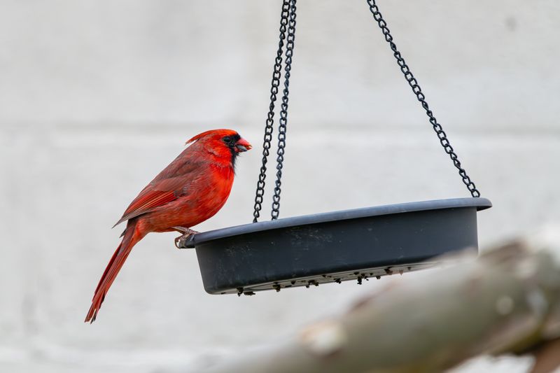 Winter Food Sources In Your Area Are Plentiful