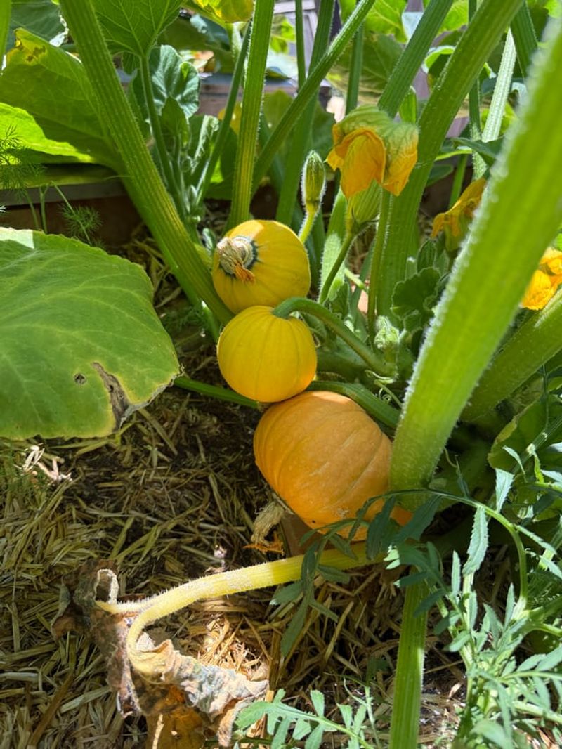 Winter Squash Needs Room And Time Winter Squash Needs Room And Time