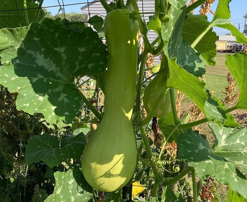 Winter Squash / Summer Squash (Cucurbita Spp.) Winter Squash / Summer Squash (Cucurbita Spp.)