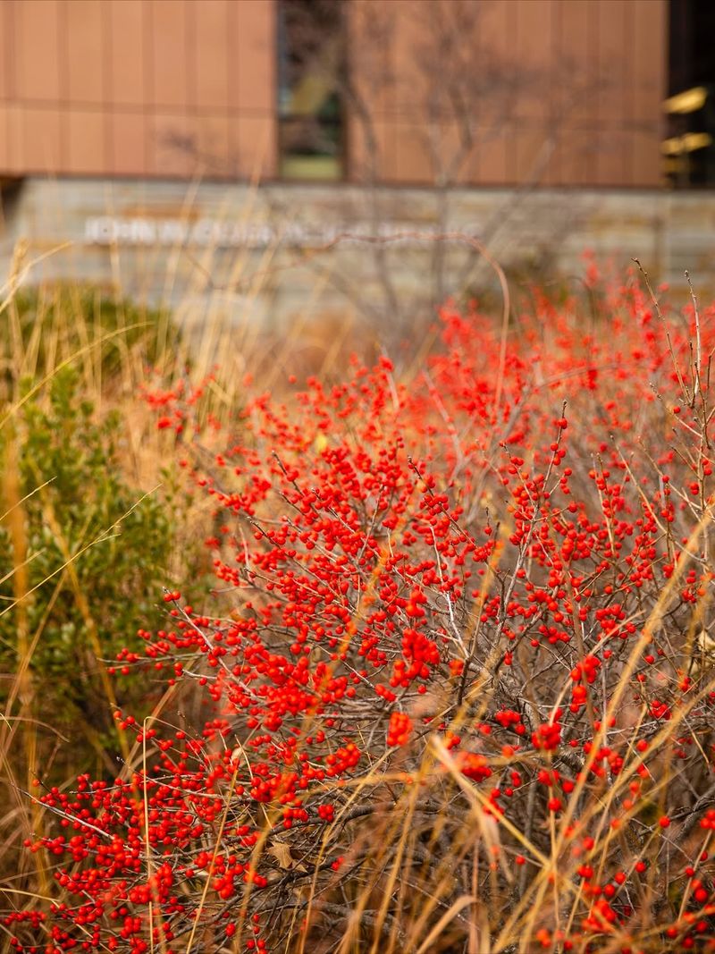 Winterberry Winterberry
