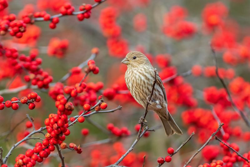 Winterberry Holly