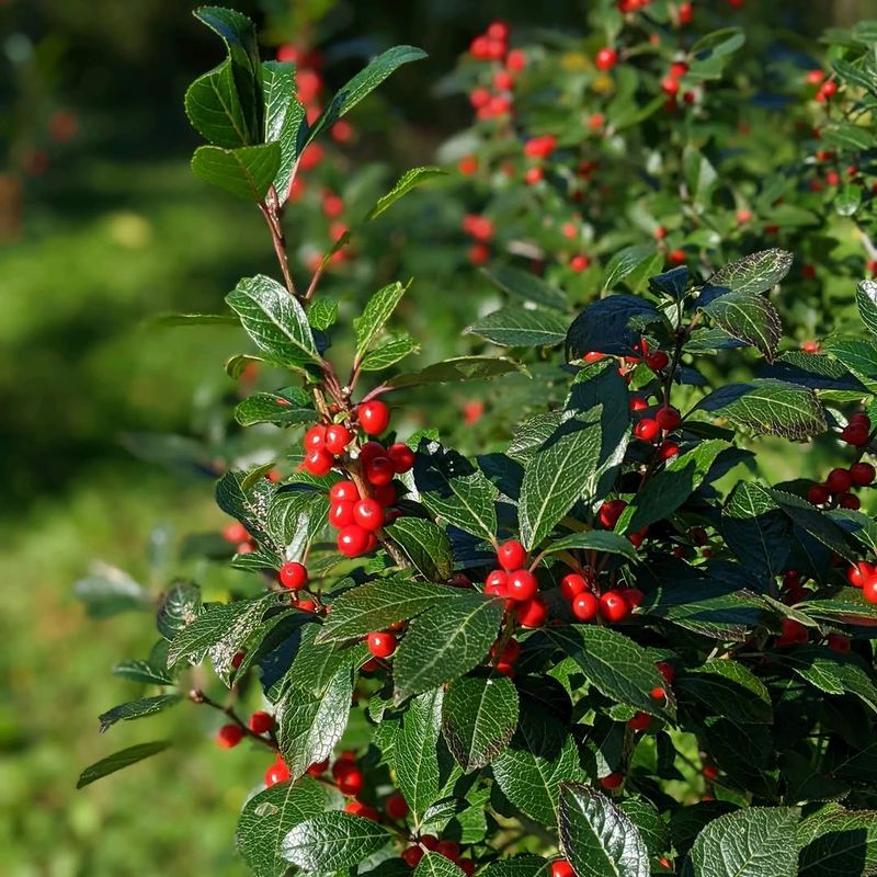 Winterberry Holly Winterberry Holly
