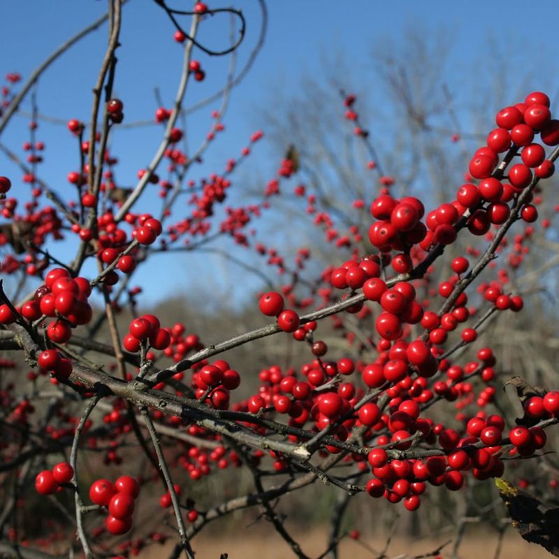 Winterberry Holly Winterberry Holly