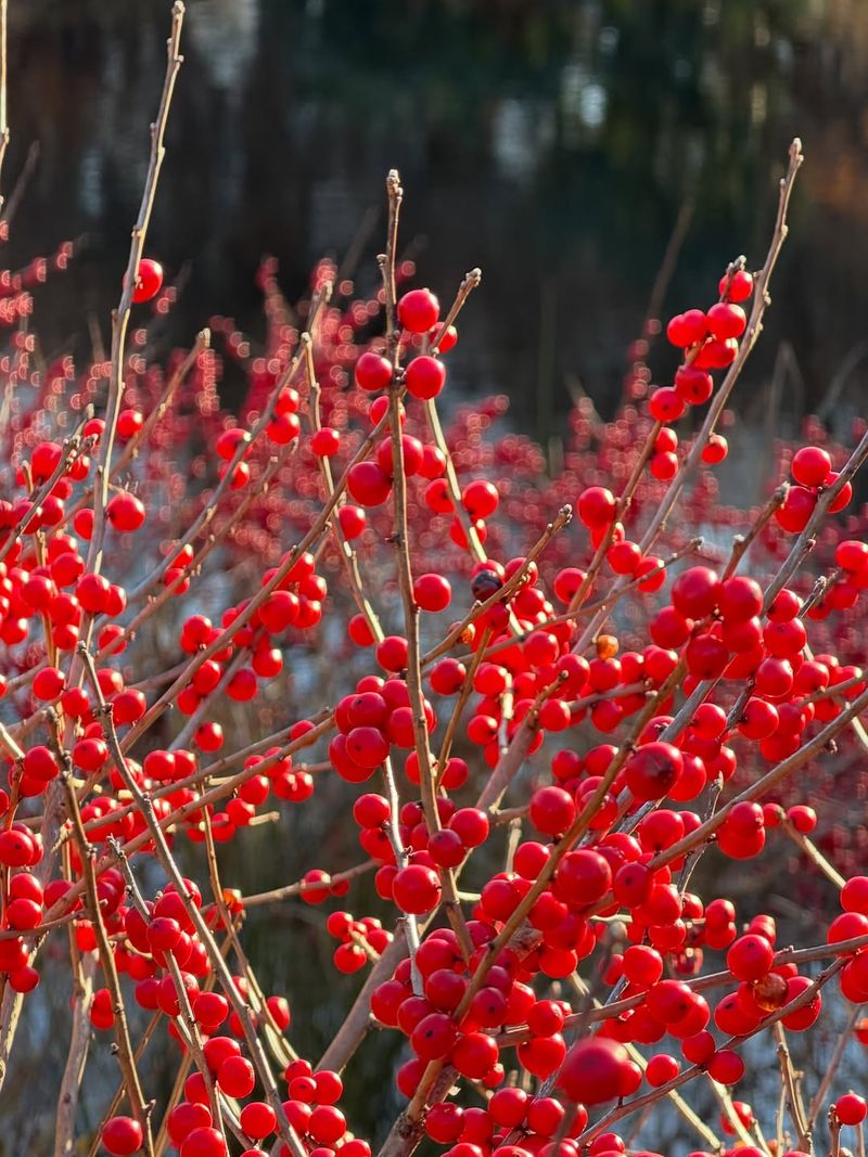 Winterberry Holly Provides Bright Seasonal Color Winterberry Holly Provides Bright Seasonal Color