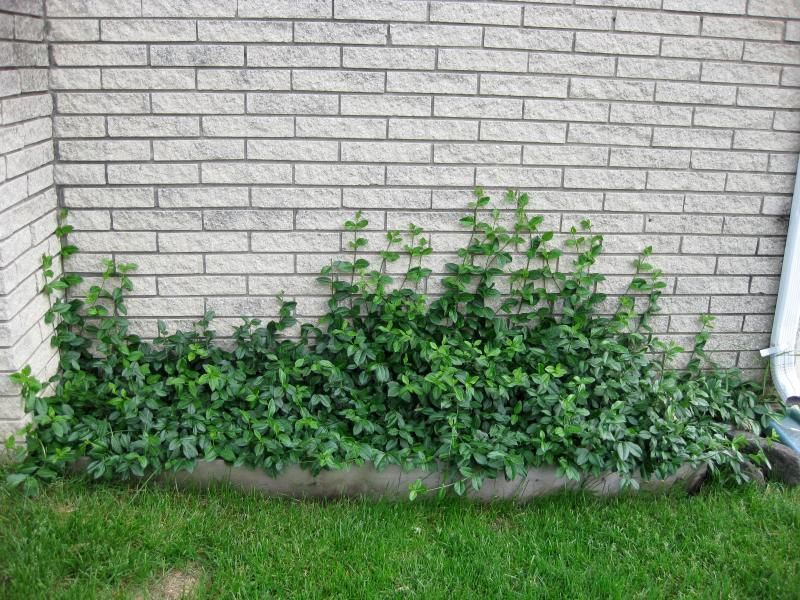 Wintercreeper Climbs, Crawls, And Crowds Out Native Growth Wintercreeper Climbs, Crawls, And Crowds Out Native Growth
