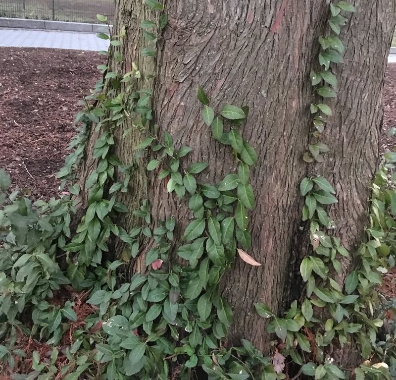 Wintercreeper Climbs Trees And Covers The Ground Wintercreeper Climbs Trees And Covers The Ground