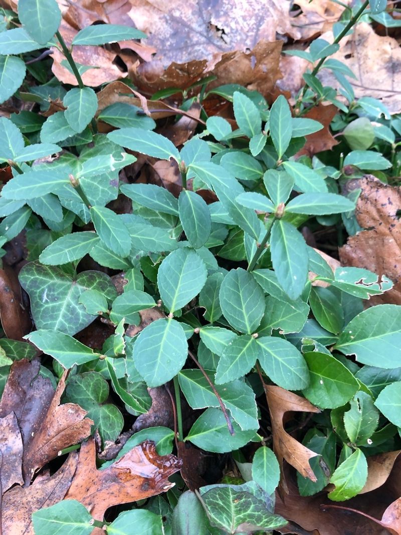 Wintercreeper Crawls From Beds Into Lawns And Trees
