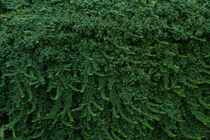 Wintercreeper Spreads Quietly And Takes Over Before You Notice