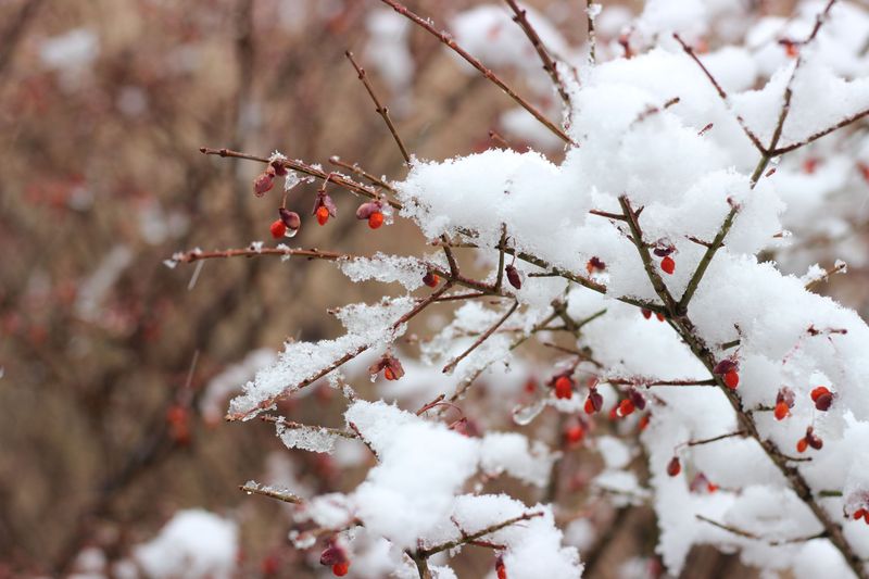 Winters Suit Serviceberry's Hardiness Better Winters Suit Serviceberry's Hardiness Better