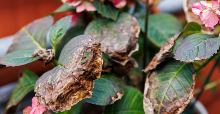 Wisconsin Leaves Are Struggling, And Most Gardeners Miss The Real Cause