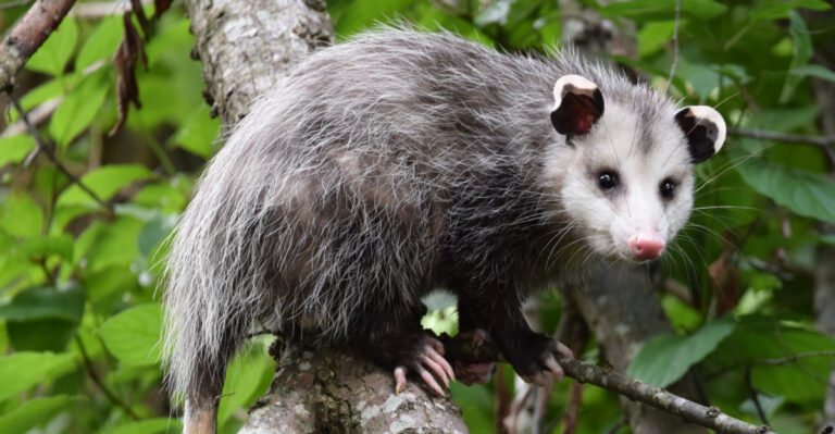 Wisconsin Opossums Are The Tick Control Secret Most Homeowners Never Knew They Had
