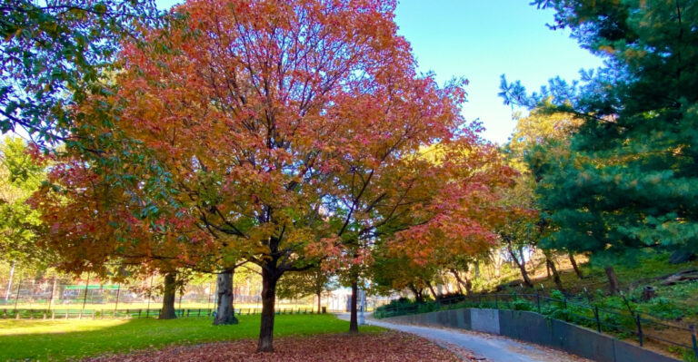 Wisconsin Trees You Cannot Remove Without Checking Local Rules First