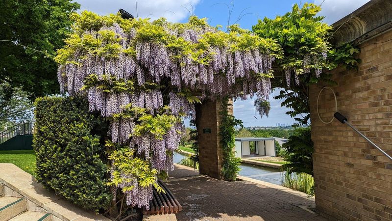 Wisteria Can Outgrow A North Carolina Fence Faster Than Almost Any Other Vine Wisteria Can Outgrow A North Carolina Fence Faster Than Almost Any Other Vine