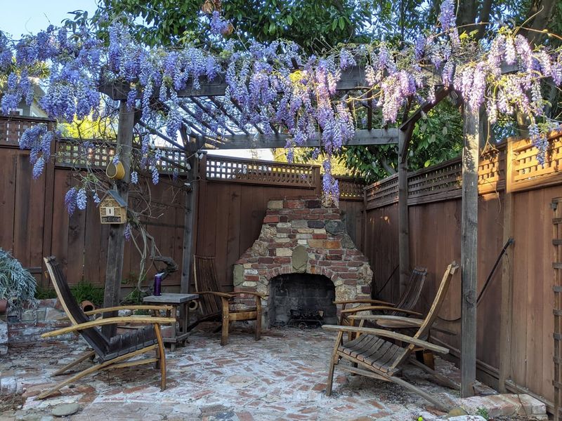 Wisteria Can Overwhelm Pergolas And Patio Covers