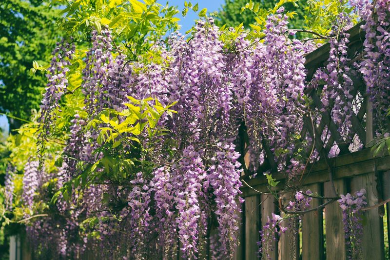Wisteria Gets Too Heavy For Many Fences Wisteria Gets Too Heavy For Many Fences